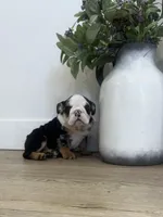 Oreo, a female English Bulldog for sale in Beatrice, NE – Photo 4 of 7