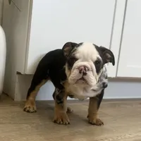 Ester, a female English Bulldog for sale in Beatrice, NE – Photo 3 of 7