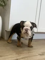 Oreo, a female English Bulldog for sale in Beatrice, NE – Photo 3 of 7