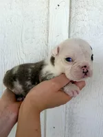 Sterling, a male English Bulldog for sale in Beatrice, NE – 2 of 5