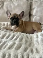 Titus, a male French Bulldog for sale in Beatrice, NE – Photo 9 of 9