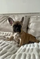 Titus, a male French Bulldog for sale in Beatrice, NE – Photo 8 of 9