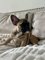 Titus, a male French Bulldog for sale in Beatrice, NE – Photo 5 of 9