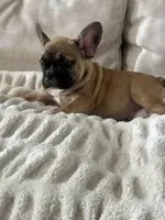 Titus, a male French Bulldog for sale in Beatrice, NE – Photo 3 of 9