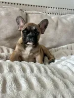 Titus, a male French Bulldog for sale in Beatrice, NE – Photo 1 of 9