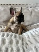 Titus, a male French Bulldog for sale in Beatrice, NE – Photo 7 of 9