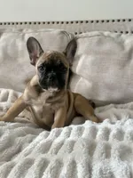 Titus, a male French Bulldog for sale in Beatrice, NE – Photo 4 of 9