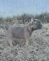 Techno, a male French Bulldog for sale in Beatrice, NE – Photo 8 of 9