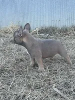 Techno, a male French Bulldog for sale in Beatrice, NE – Photo 9 of 9