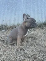 Techno, a male French Bulldog for sale in Beatrice, NE – Photo 7 of 9
