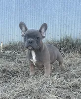 Techno, a male French Bulldog for sale in Beatrice, NE – Photo 3 of 9