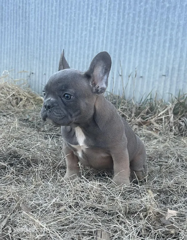 Techno, a male French Bulldog for sale in Beatrice, NE – Photo 1 of 9