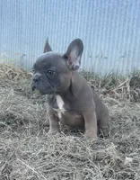 Techno, a male French Bulldog for sale in Beatrice, NE – Photo 1 of 9