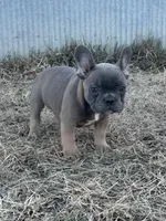 Techno, a male French Bulldog for sale in Beatrice, NE – Photo 5 of 9