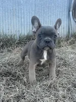 Techno, a male French Bulldog for sale in Beatrice, NE – Photo 4 of 9