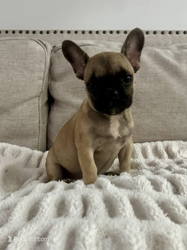 Thea – French Bulldog puppy for sale in Beatrice, NE