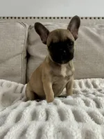 Thea, a female French Bulldog for sale in Beatrice, NE – Photo 1 of 7