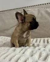 Thea, a female French Bulldog for sale in Beatrice, NE – Photo 5 of 7