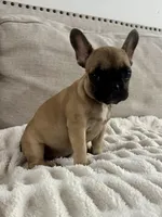 Thea, a female French Bulldog for sale in Beatrice, NE – Photo 6 of 7