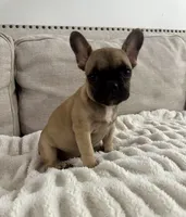 Thea, a female French Bulldog for sale in Beatrice, NE – Photo 4 of 7