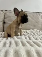 Thea, a female French Bulldog for sale in Beatrice, NE – Photo 7 of 7