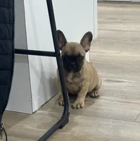 Thea, a female French Bulldog for sale in Beatrice, NE – Photo 3 of 7