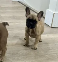 Thea, a female French Bulldog for sale in Beatrice, NE – Photo 2 of 7