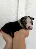 Sophie, a female English Bulldog for sale in Beatrice, NE – 2 of 4