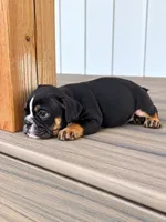 Selena, a female English Bulldog for sale in Beatrice, NE – 3 of 5