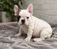 Vinny, a male French Bulldog for sale in Beatrice, NE – 2 of 3
