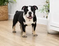 Sancho, a male English Bulldog for sale in Beatrice, NE – 2 of 3