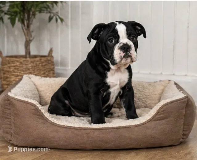 Magz – English Bulldog puppy for sale in Beatrice, NE