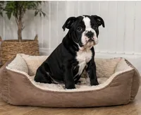 Magz, a female English Bulldog for sale in Beatrice, NE – 1 of 3