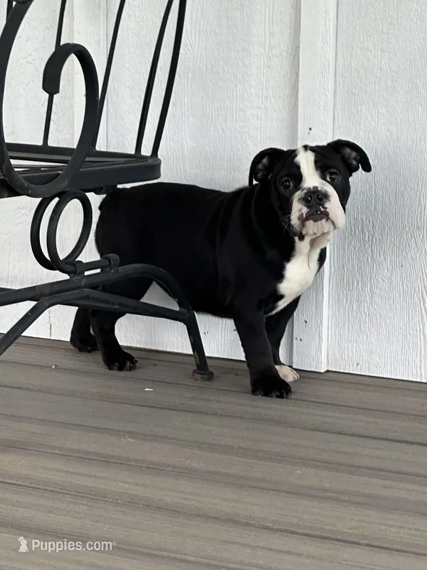 Magz – English Bulldog puppy for sale in Beatrice, NE