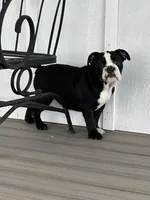 Magz, a female English Bulldog for sale in Beatrice, NE – 1 of 4