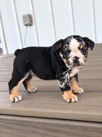 Sophie, a female English Bulldog for sale in Beatrice, NE – 3 of 5