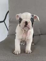 Ginny, a female English Bulldog for sale in Beatrice, NE – 5 of 6