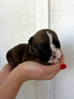 Scarlet, a female English Bulldog for sale in Beatrice, NE – 2 of 4