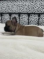 Titus, a male French Bulldog for sale in Beatrice, NE – Photo 3 of 6