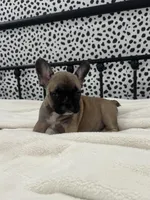 Titus, a male French Bulldog for sale in Beatrice, NE – Photo 2 of 6