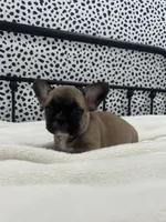 Titus, a male French Bulldog for sale in Beatrice, NE – Photo 5 of 6