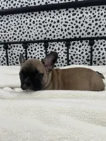 Titus, a male French Bulldog for sale in Beatrice, NE – Photo 4 of 6