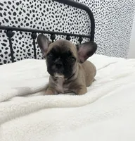 Titus, a male French Bulldog for sale in Beatrice, NE – Photo 1 of 6