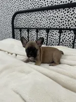 Titus, a male French Bulldog for sale in Beatrice, NE – Photo 6 of 6