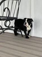 Magz, a female English Bulldog for sale in Beatrice, NE – 3 of 4
