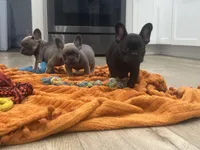 Reno, a male French Bulldog for sale in Beatrice, NE – 5 of 5