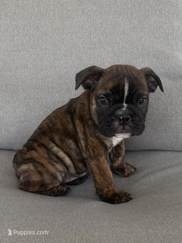 Gabs – English Bulldog puppy for sale in Beatrice, NE
