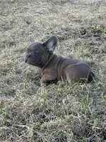 Thurman, a male French Bulldog for sale in Beatrice, NE – Photo 3 of 6