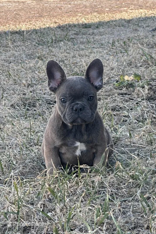 Thurman, a male French Bulldog for sale in Beatrice, NE – Photo 1 of 6