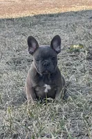 Thurman, a male French Bulldog for sale in Beatrice, NE – Photo 1 of 6
